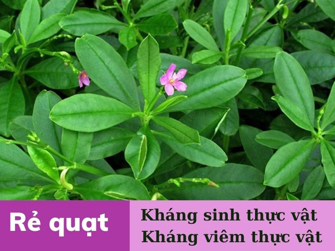 Rẻ quạt là dược liệu quý dùng điều trị viêm họng, viêm thanh quản