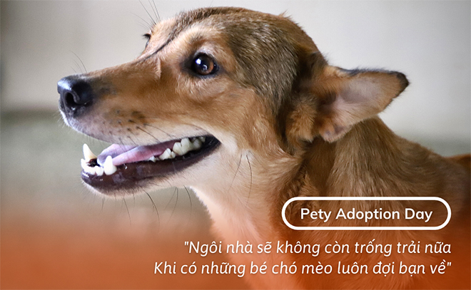 Từ chó mèo bị bỏ rơi đến hành trình Tìm đường về nhà - Pety Adoption Day - 1