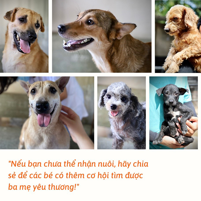 Từ chó mèo bị bỏ rơi đến hành trình Tìm đường về nhà - Pety Adoption Day - 2