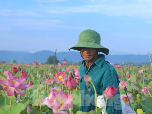 Thị trường - Tiêu dùng - Đẹp ngỡ ngàng cảnh dân thu hoạch sen giữa cánh đồng lớn nhất Hà Tĩnh