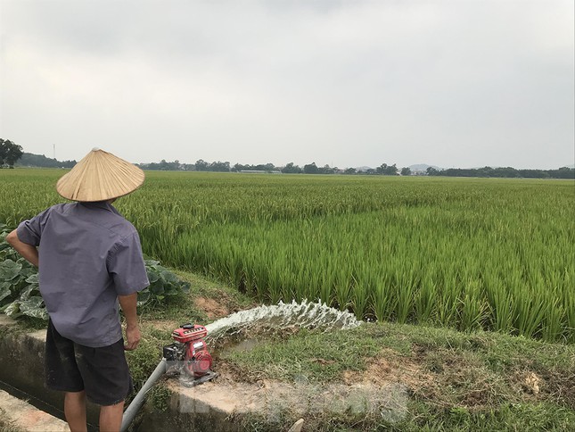 Người dân vẫn cấy trồng trên cánh đồng được quy hoạch làm trường đua ngựa&nbsp;ở xã Tân Minh Ảnh: Trường Phong