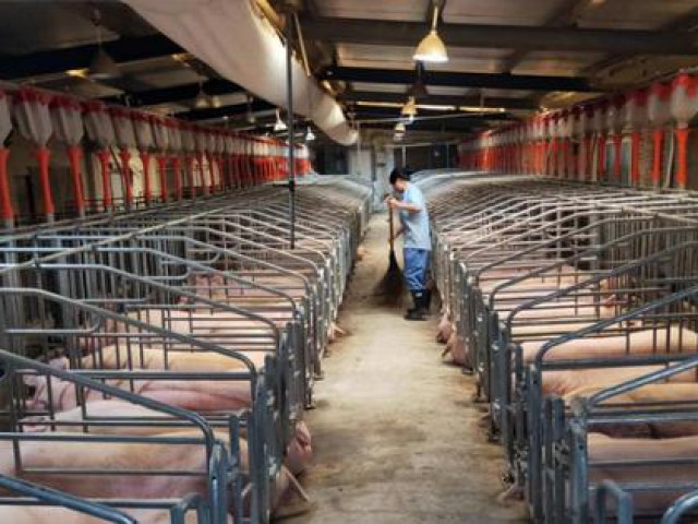 Thế giới - Trung Quốc nhân bản heo hoàn toàn bằng robot