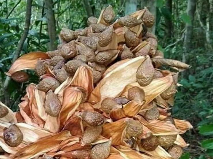 Thị trường - Tiêu dùng - Loại hạt rừng 4 năm mới có một lần, dân Hà thành cuống quýt tìm mua