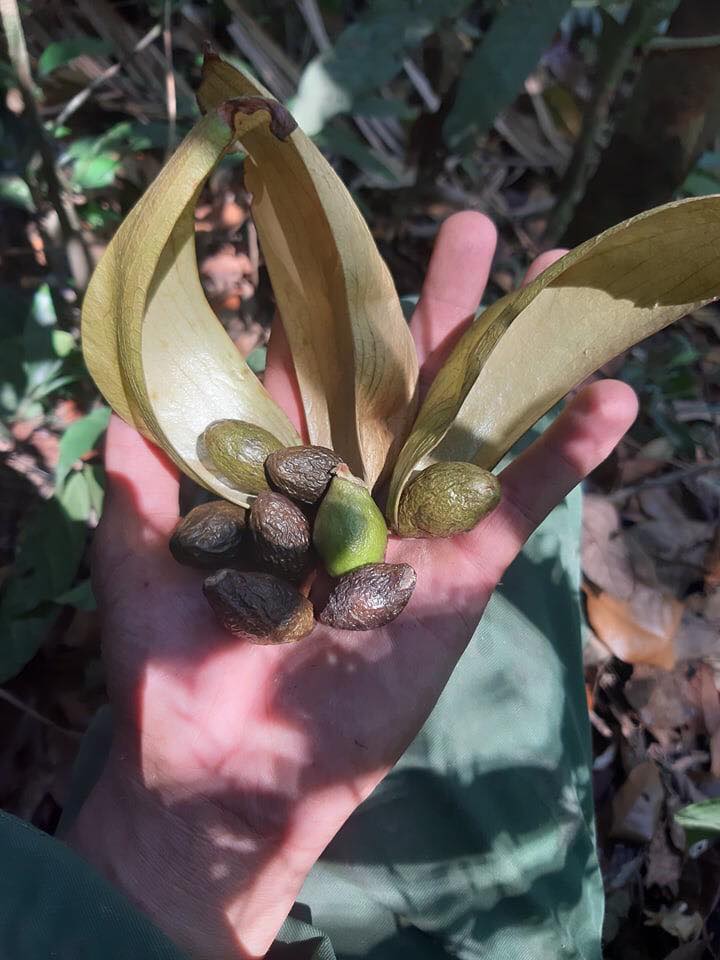 Hạt đười ươi được gọi là “lộc trời” do hạt rụng từ cây mọc tự nhiên trong rừng. Cây trưởng thành 4 năm mới cho hạt một lần.