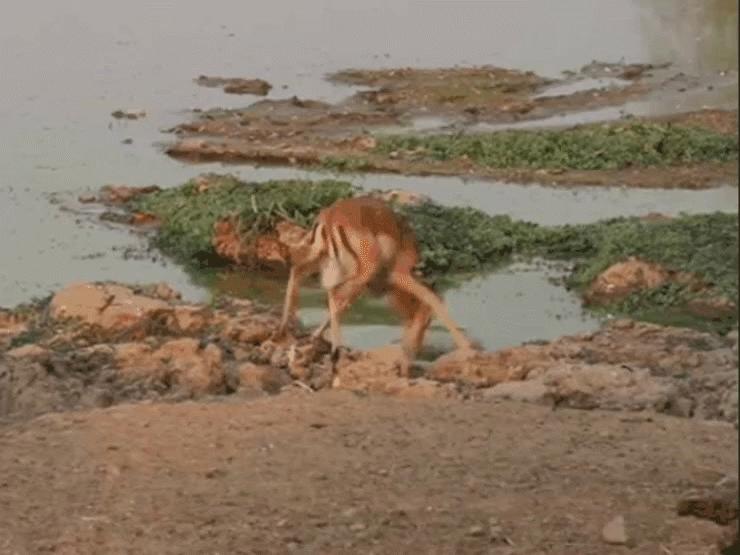 Media - Phản xạ "xuất thần", linh dương né nhát cắn chí mạng của cá sấu