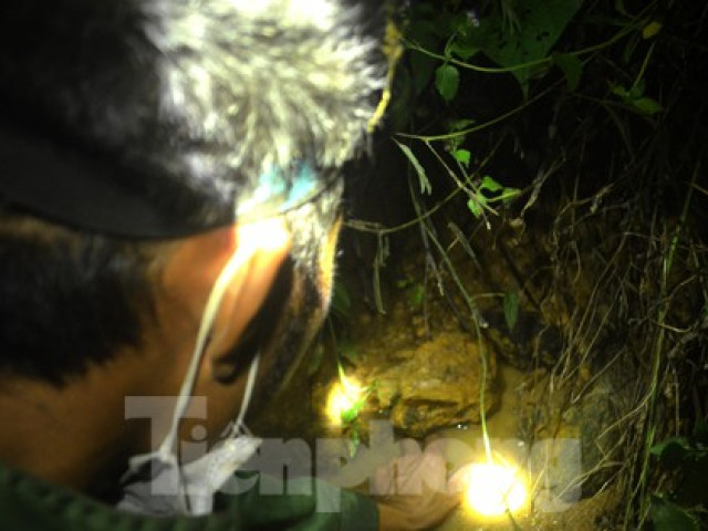 Thị trường - Tiêu dùng - Độc chiêu dùng mắm tôm săn cua đá lúc nửa đêm kiếm tiền triệu