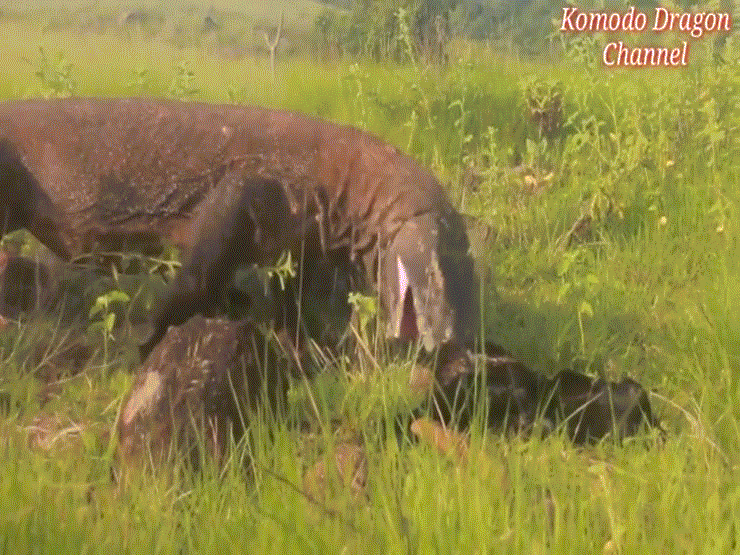 Video: "Sởn gai ốc" cảnh rồng Komodo ăn tươi nuốt sống dê núi