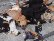 Pháp luật - Nam thanh niên từ Quảng Nam ra Đà Nẵng, mang theo bao tải chứa toàn chó mèo