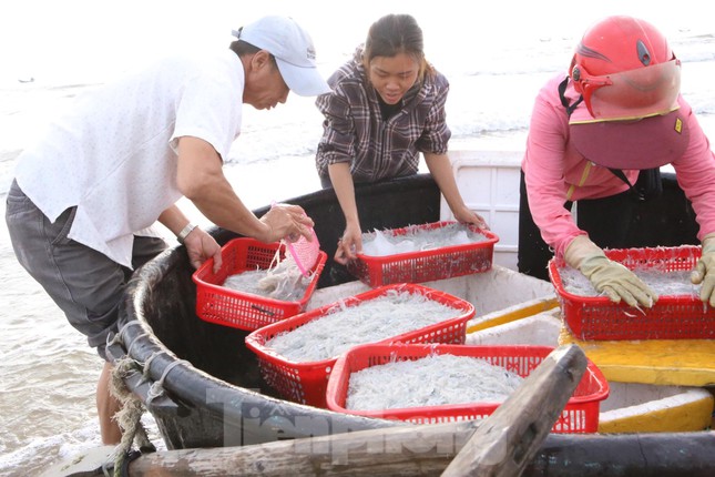 Cá khi vợt xong sẽ cho vào thùng xốp đóng kín và đưa lên bờ cho thương lái. Cứ được 3-4 thùng người dân lại chèo thúng vận chuyển cá vào bờ 1 lần.