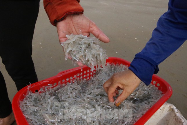 Cá mờm là loài cá thân mềm, trong suốt và thường sinh sống theo đàn, cách bờ 2-3 hải lý nên rất dễ đánh bắt.