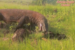 Phi thường - kỳ quặc - Video: "Sởn gai ốc" cảnh rồng Komodo ăn tươi nuốt sống dê núi