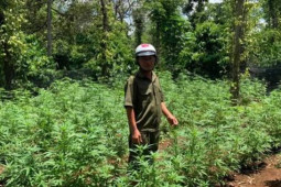 Pháp luật - Trồng hàng trăm cây cần sa chỉ để… cho gà ăn!