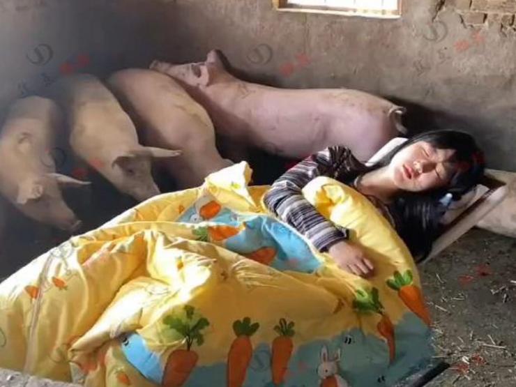 Cô gái trẻ có sở thích ngủ trong chuồng lợn khiến cộng đồng mạng tranh cãi