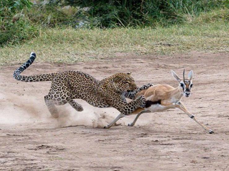 Media - Đàn báo "bày binh bố trận" đoạt mạng linh dương