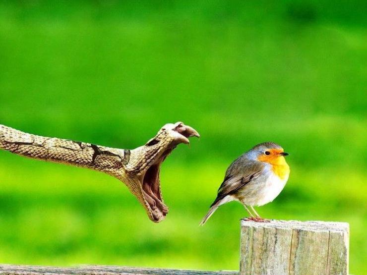 Media - Những trận chiến "nảy lửa" giữa rắn và chim