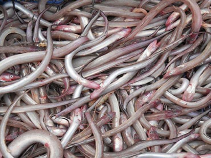 Thị trường - Tiêu dùng - Loại cá "nhà nghèo" từng bị chê lên chê xuống, nay đổi đời bán 230.000/kg