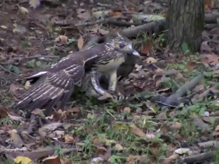 Media - Đại bàng dùng bộ móng vuốt "sát thủ" tra tấn rắn khủng