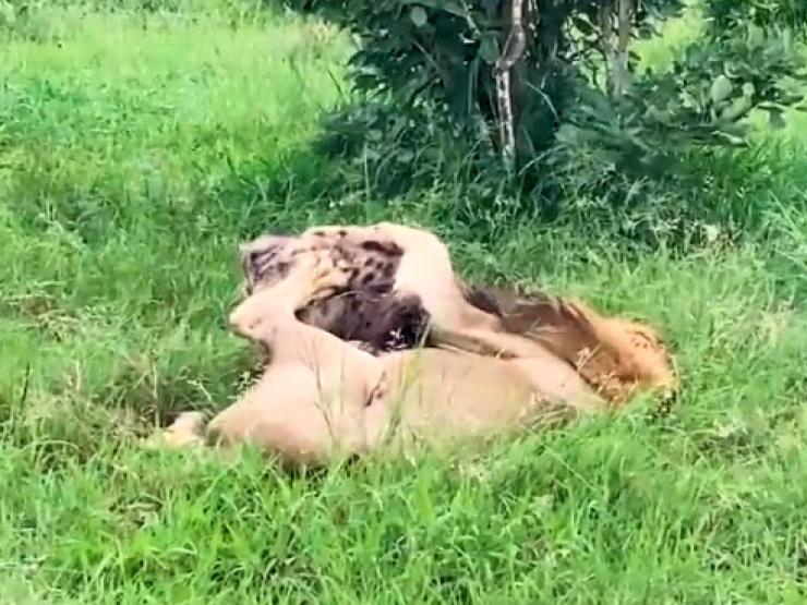 Media - Linh cẩu to gan đại chiến với "vua đồng cỏ"