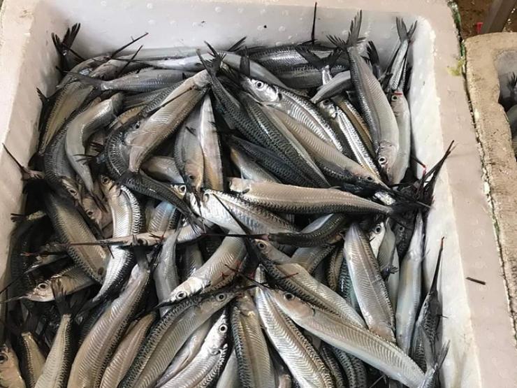 Thị trường - Tiêu dùng - Loại cá ở quê có cái đầu kỳ quái, xưa không ai ăn, nay "sốt" giá 700.000/kg