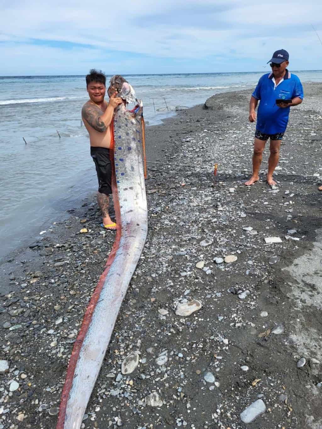 Đài Loan: Cần câu bất ngờ cong vút, ngư dân chật vật lôi &#34;rồng biển&#34; 6 mét lên bờ - 1