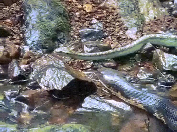 Media - Hổ mang chúa "lội suối" đoạt mạng rắn lục xanh