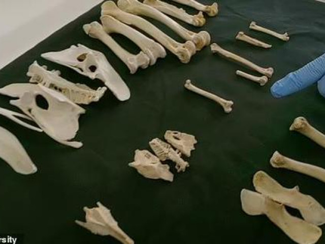 Du lịch - Hài cốt không phải người trong mộ cổ: Giật mình chân dung "thần hộ tống linh hồn"