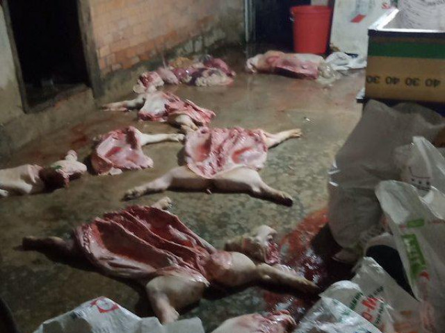 Thị trường - Tiêu dùng - Phát hiện vụ thu gom gần một tấn heo chết bốc mùi hôi về mổ thịt
