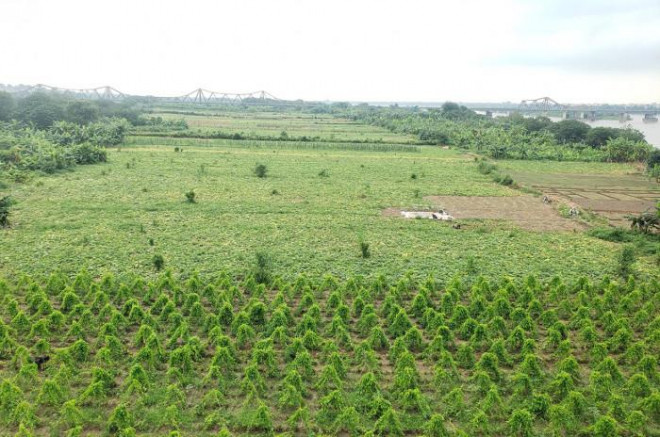 Quang cảnh khu vực bãi giữa ven sông Hồng