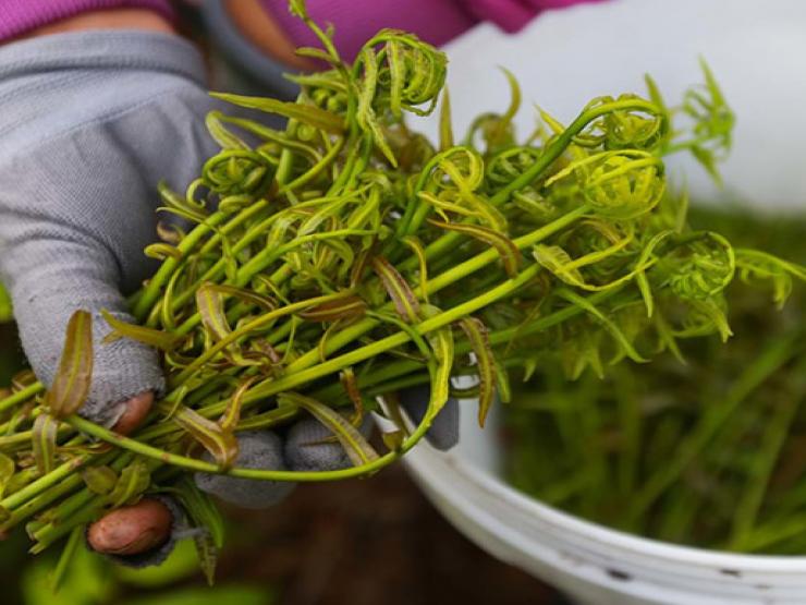 Thị trường - Tiêu dùng - Thứ mọc dại xưa ăn "cứu đói" bỗng thành đặc sản, dân trồng thu 10 triệu/tháng đều tay