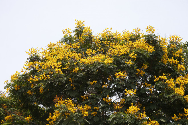 Hoa điệp vàng có đặc tính nở chót vót trên ngọn cây.