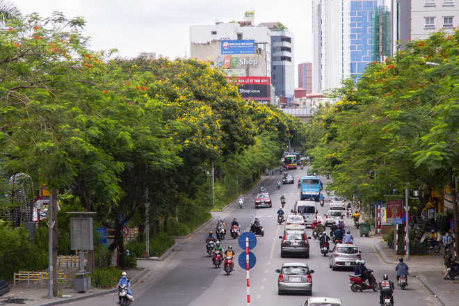 Ngắm đường phố Hà Nội rực rỡ sắc vàng hoa điệp nở - 3