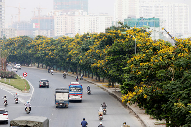 Rặng cây hoa điệp dài hàng trăm mét ở đầu đại lộ Thăng Long.