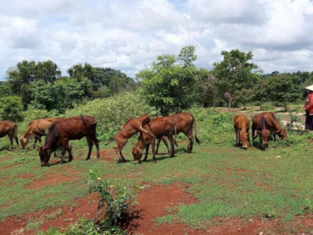 Kinh doanh - Khu đô thị hơn 200 tỷ quá hạn đầu tư, nhếch nhác… thành nơi chăn thả bò