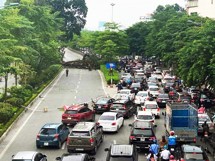Tin tức trong ngày - Tin tức 24h qua: “Cụ” đa trăm tuổi được Hà Nội bảo tồn bất ngờ gãy trong đêm