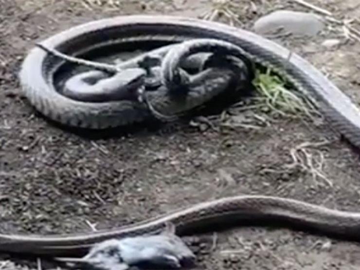 Media - "Mãng xà" đoạt mạng trăn trong trận tử chiến giành mồi