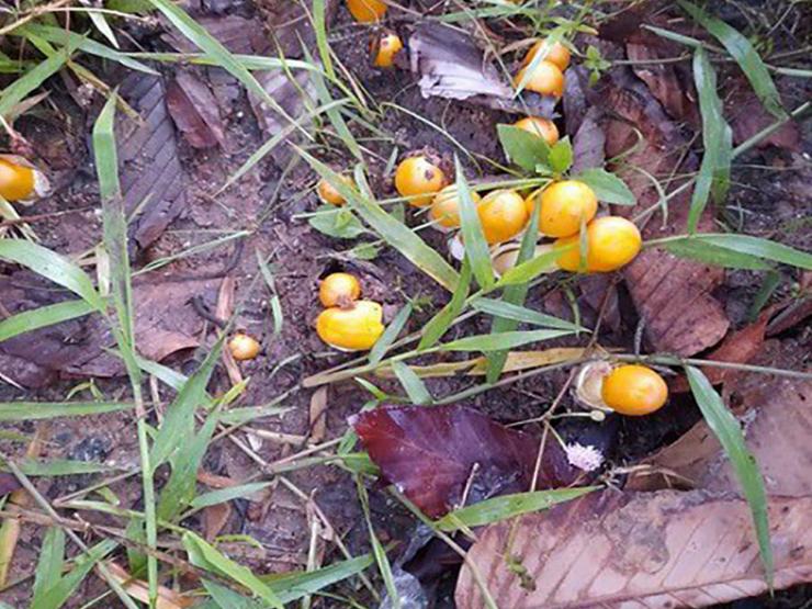 Thị trường - Tiêu dùng - "Lộc trời" ở Việt Nam có hình dáng đặc biệt, giá nửa triệu đồng/kg