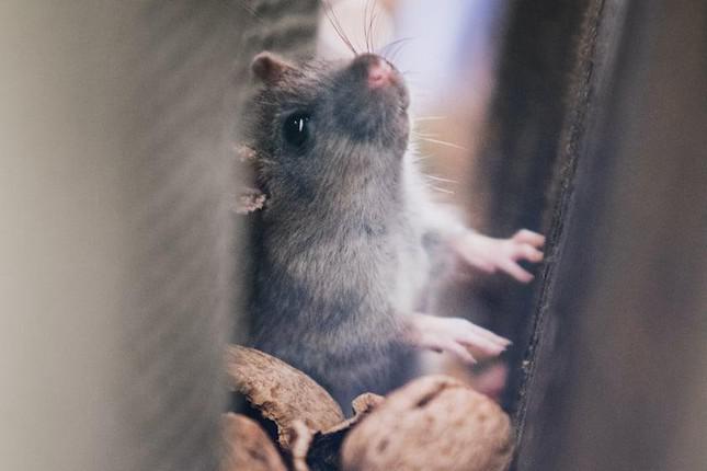 Phương pháp ngăn ngừa chuột và các loài gây hại cho xe hơi - 2