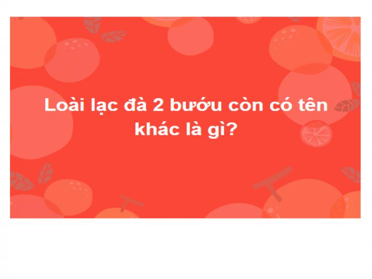 15 câu hỏi thách thức các “triệu phú” kiến thức chinh phục