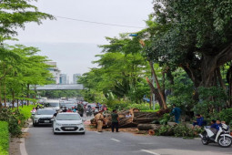 Tin tức trong ngày - HN: Cây đa trăm tuổi được bảo tồn bất ngờ gãy nhánh lớn, giao thông ùn tắc