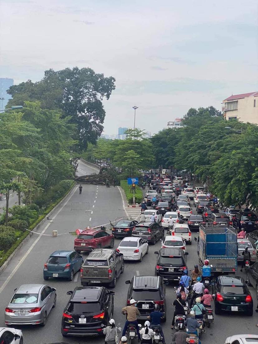 Cành lớn của cây đa bị đổ, chắn ngang lối lên đường trên cao Nhật Tân – Cầu Giấy.