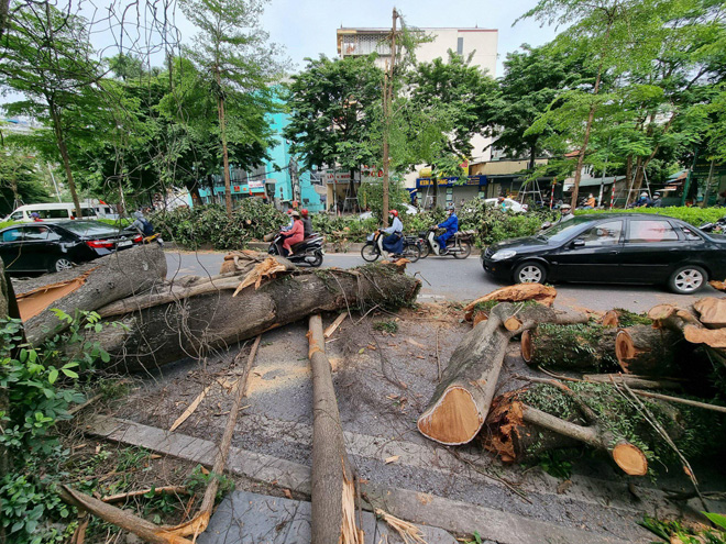 Cành cây bị gãy đổ là cành cây lớn nhất của cây đa cổ thụ.