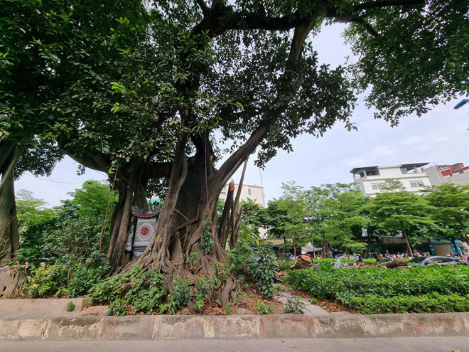 Cây đa cổ thụ có cành cây bị gãy đổ có tuổi đời trên 100 năm.
