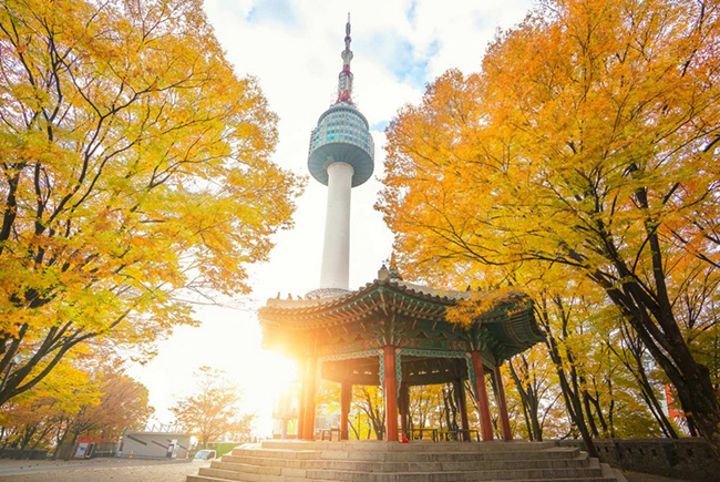 Tháp Namsan, biểu tượng của Seoul lung linh trong sắc vàng của mùa thu Hàn Quốc.
