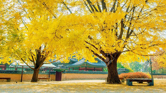 Mùa thu ở cung điện Gyeongbokgung, Hàn Quốc.
