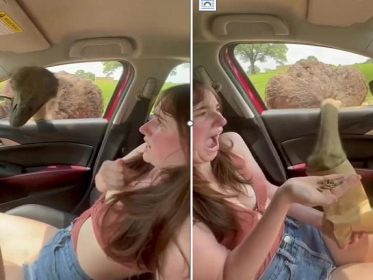 Bạn trẻ - Cuộc sống - Clip: Cô gái “khóc thét” khi đà điều có hành động táo bạo