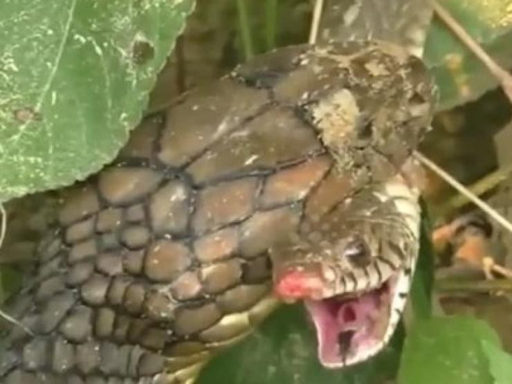 Media - Hổ mang chúa hạ sát trăn bằng "đòn tử thần"