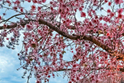 Du lịch - Khu chợ đêm đậm chất Nhật Bản giữa lòng Bangkok: Địa điểm mới cho "tín đồ" du lịch Thái Lan