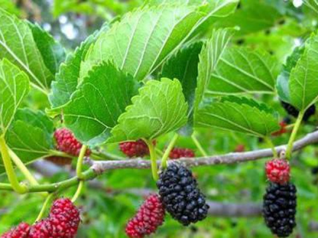 Sức khỏe đời sống - Cây dâu tằm bổi bổ sức khỏe, hỗ trợ trị âm huyết hư suy