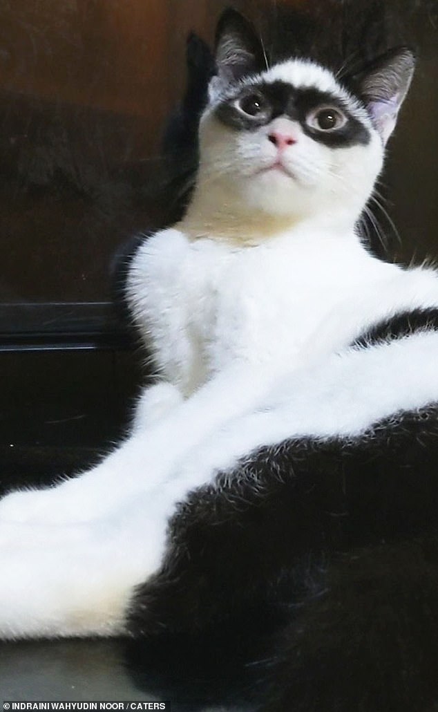 Mèo con đã thu hút được một lượng người hâm mộ trực tuyến nhờ những dấu ấn độc đáo