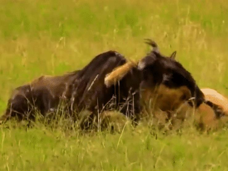 Media - Đại chiến "1 đấu 1" với sư tử, linh dương đầu bò nhận thảm kịch